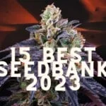 Top 15 Best Cannabis Seed Banks 2023