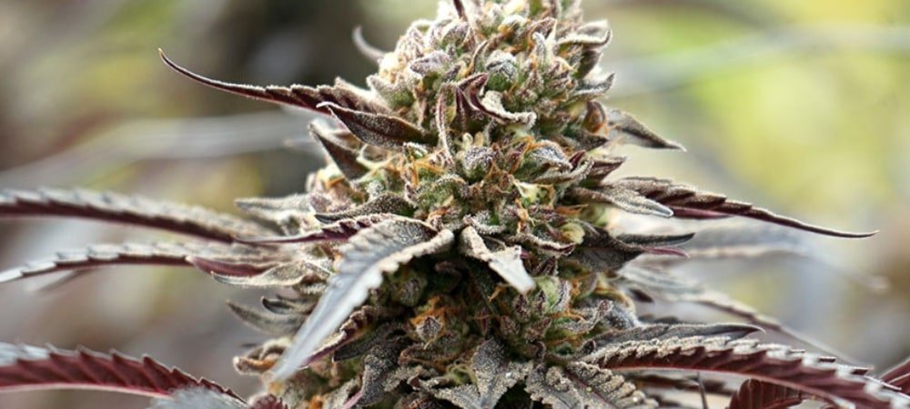White Truffle Strain Cannabis Seeds (1)