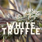 White Truffle Taste Story Price Seeds