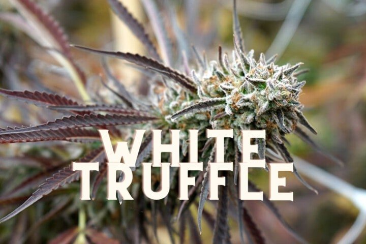 White Truffle Taste Story Price Seeds