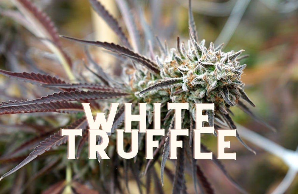 White Truffle Taste Story Price Seeds