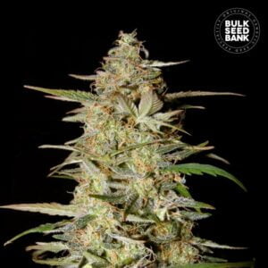 Bulk Seedbank Hindu Kush Auto Feminized Cannabis Seeds Annibale Seedshop