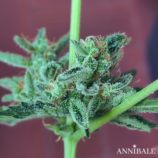 Autoflowering Regular Mix #2 Annibale Genetics (1)