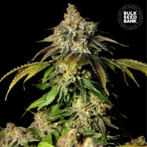 Bulk Seedbank Bruce Banner 5 Auto Feminized Cannabis Seeds Annibale Seedshop