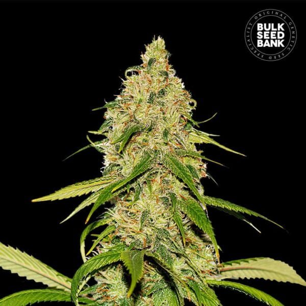 Bulk Seedbank CBD White Widow Auto Feminized Cannabis Seeds Annibale Seedshop