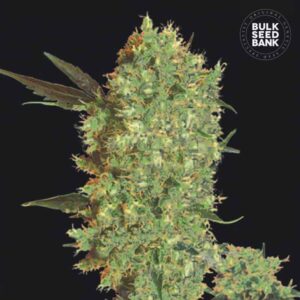 Bulk Seedbank Marleys Bud Feminized Cannabis Seeds Annibale Seedshop