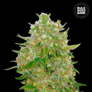 Bulk Seedbank Master Kush Grand Feminized Cannabis Seeds Annibale Seedshop