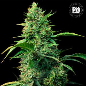 Bulk Seedbank Strawberry Ferry Auto Feminized Cannabis Seeds Annibale Seedshop