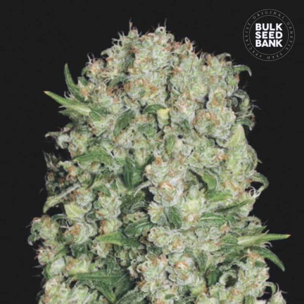 Bulk Seedbank White Prussian Feminized Cannabis Seeds Annibale Seedshop