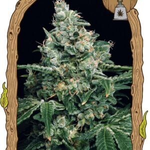 Exotic Seeds Sir Jack Feminized Cannabis Seeds Annibale Seedshop