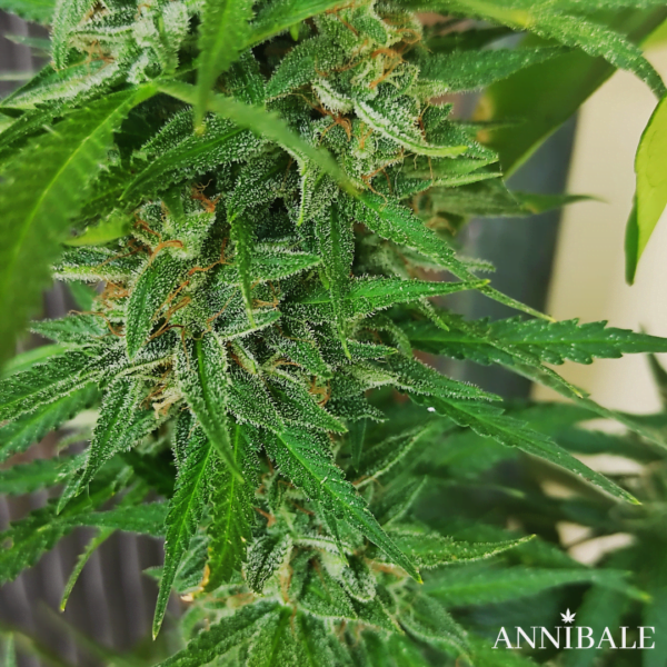 Juicy Waterfall F1 Annibale Genetics