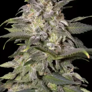 Paradise Seeds Magic Bud Feminized Cannabis Seeds Annibale Seedshop