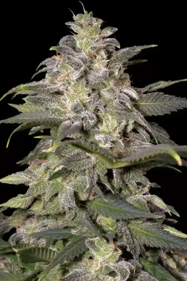 Paradise Seeds Magic Bud Feminized Cannabis Seeds Annibale Seedshop