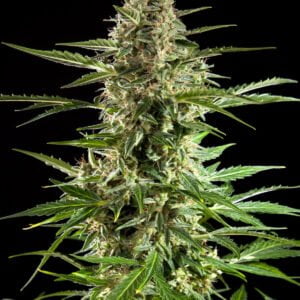 Philosopher Seeds Cheesy CBD Auto Feminized Cannabis Seeds Annibale Seedshop 1