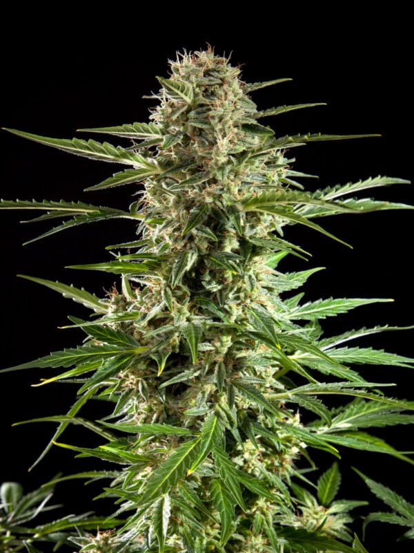 Philosopher Seeds Cheesy CBD Auto Feminized Cannabis Seeds Annibale Seedshop 1