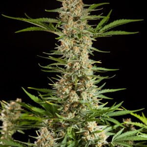 Philosopher Seeds Fraggle Skunk Auto Feminized Cannabis Seeds Annibale Seedshop