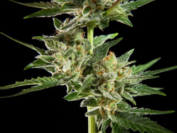 Philosopher Seeds Fraggle Skunk Auto Feminized Cannabis Seeds Annibale Seedshop 1
