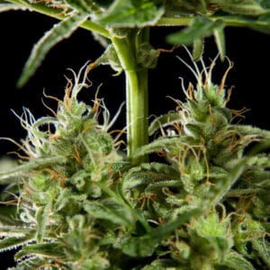 Philosopher Seeds Lemon CBD Auto Feminized Cannabis Seeds Annibale Seedshop 1