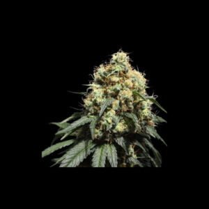 Super Sativa Club Bruce Lemon Diesel Autoflowering Cannabis Seeds Annibale Seedshop (2)