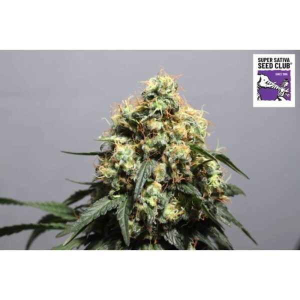 Super Sativa Club Bruce Lemon Diesel Autoflowering Cannabis Seeds Annibale Seedshop 3