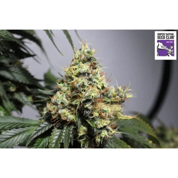 Super Sativa Club Bruce Lemon Diesel Autoflowering Cannabis Seeds Annibale Seedshop 4