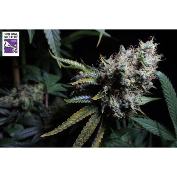 Super Sativa Club Bruce Lemon Diesel Autoflowering Cannabis Seeds Annibale Seedshop 5