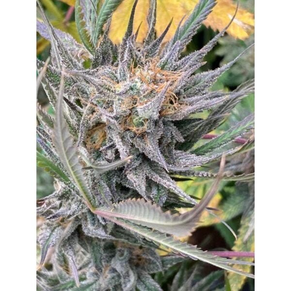 Bruce Lemon Diesel Auto - Super Sativa Seed Club - Image 2