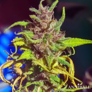 Blue Kush F2 Autoreg Annibale Genetics