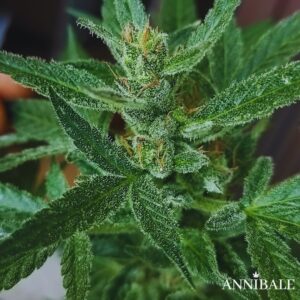 Papaya Autoreg Annibale Genetics