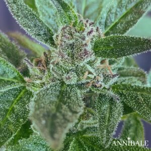 Terpenilla Autoreg Annibale Genetics (1)