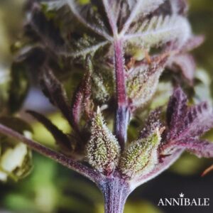 XTRALIMITED Autoreg 2 Annibale Genetics