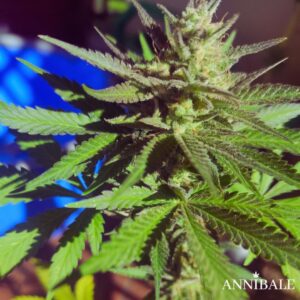 Mango Autoreg Annibale Genetics