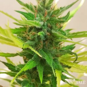 Moby Dick Autoreg Annibale Genetics (1)