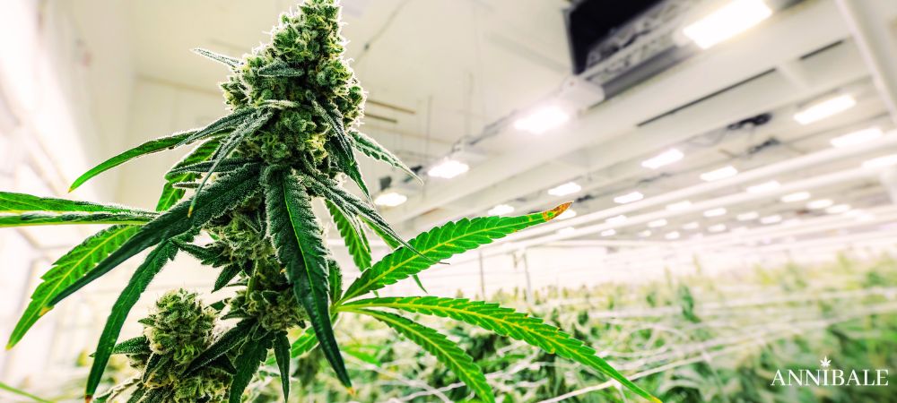 semi cannabis Indoor