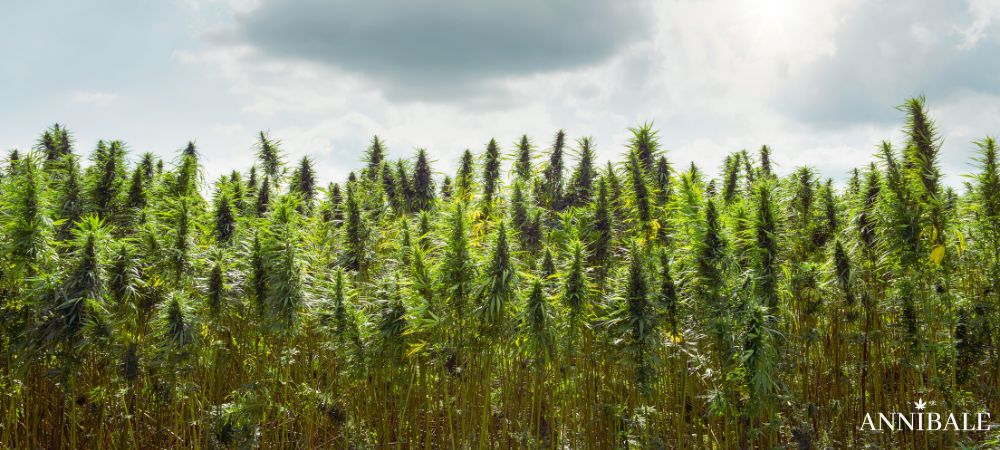 semi cannabis Outdoor coltivazione esterna