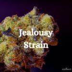 Jealousy Strain Cannabis Genetic
