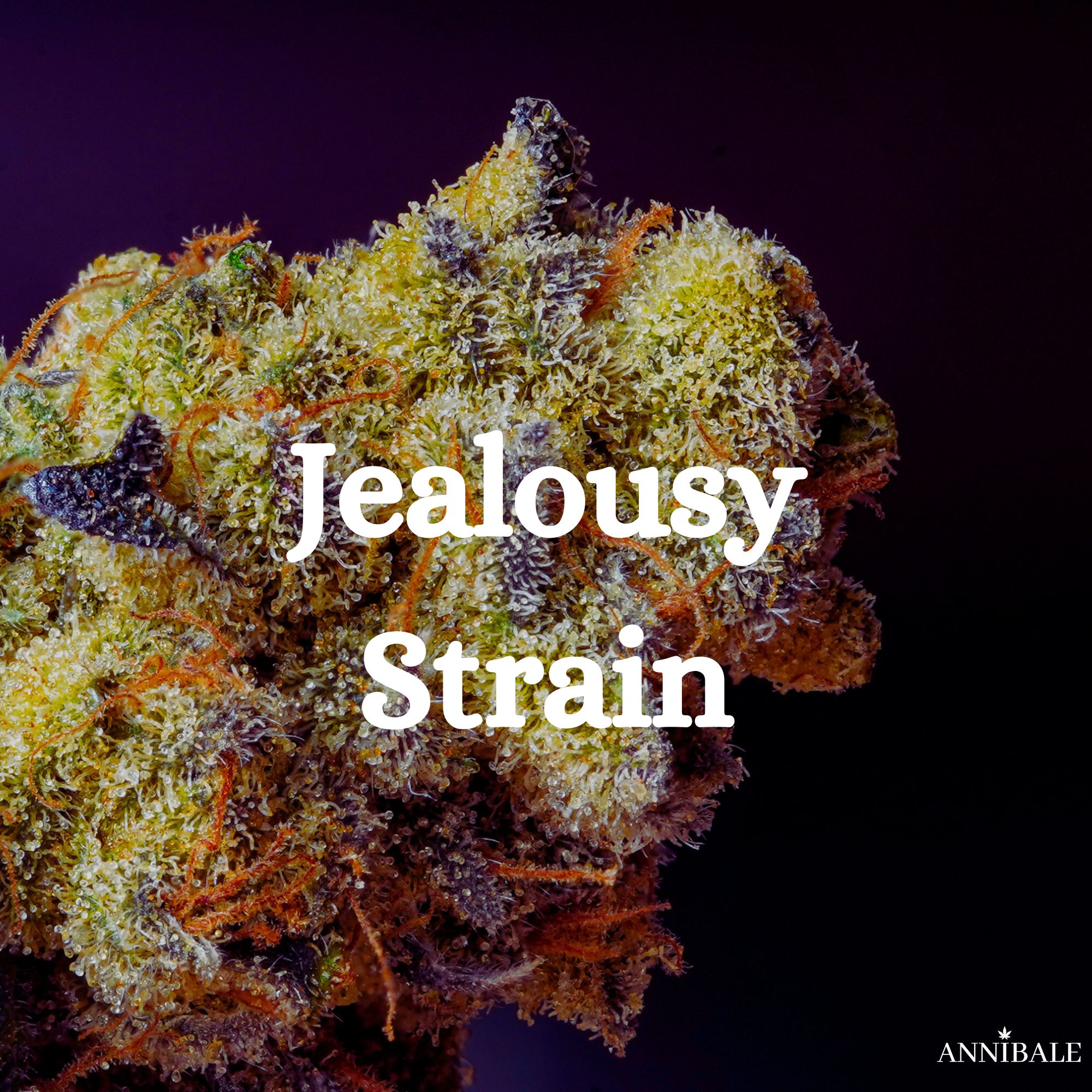 Jealousy Strain Cannabis Genetic