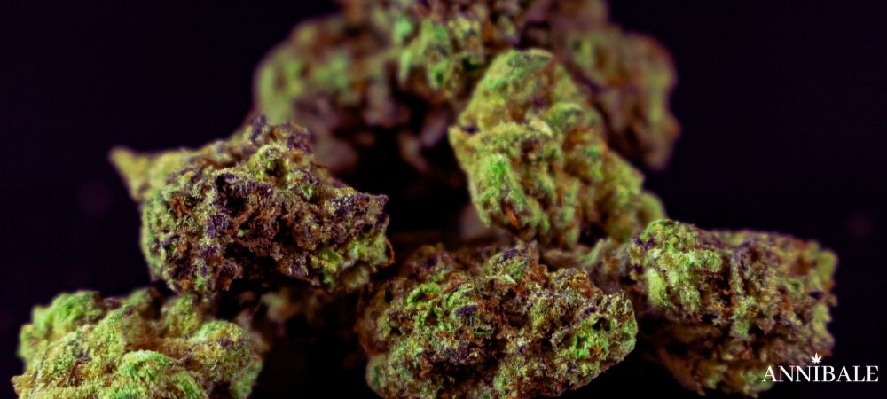 Lemon Cherry Strain Buds
