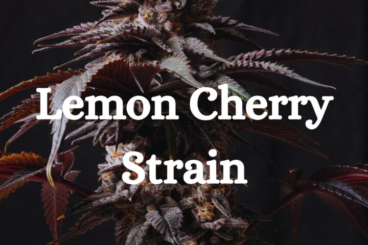 Lemon Cherry Strain Cannabis