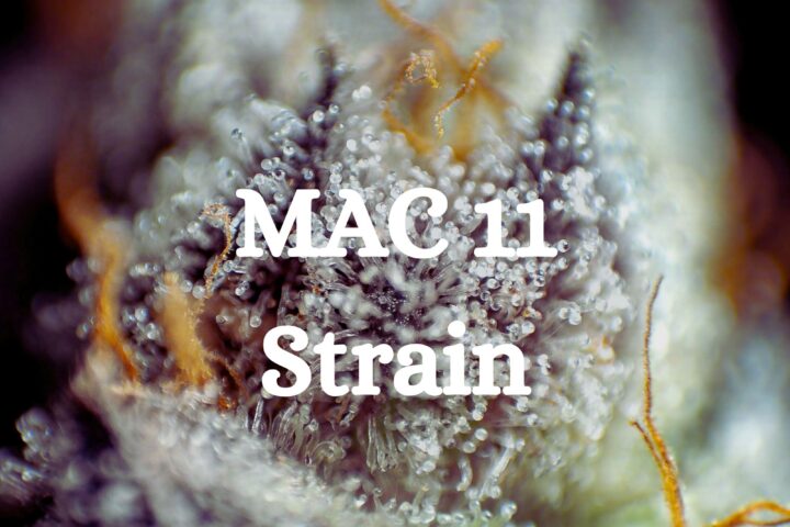 Mac 11 Strain Cannabis